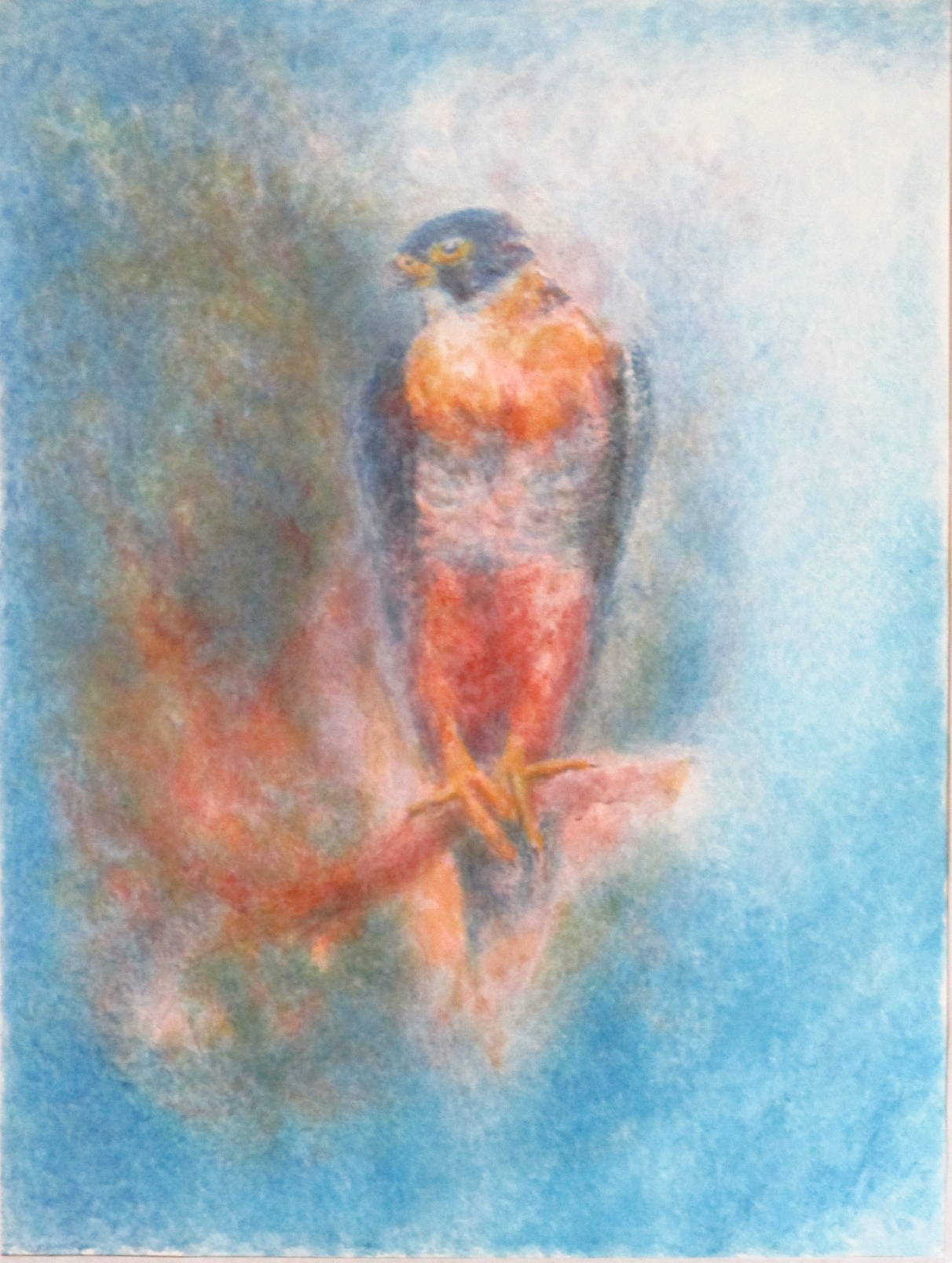 Orange-breasted Falcon - frontal view